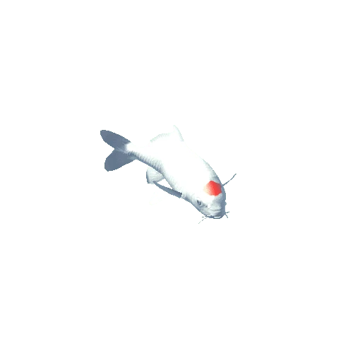 Koi Fish - Tancho Kohaku